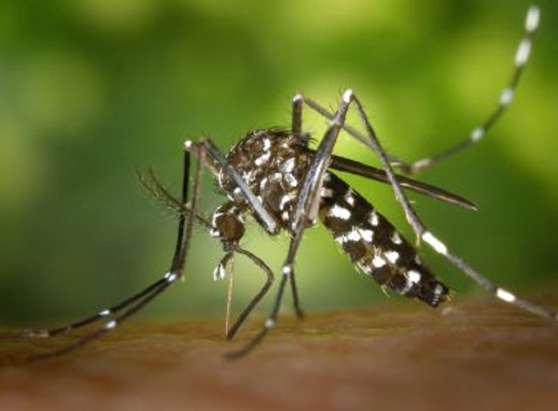 Sesab identifica crescimento de 815% nos casos de chikungunya na Bahia