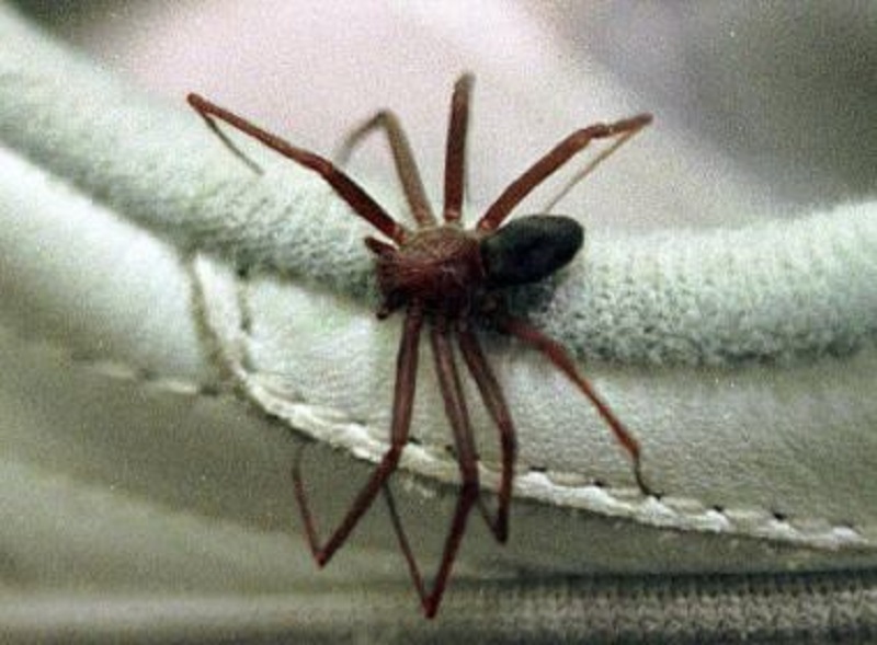 Bahia registrou 5 óbitos por picadas de aranha em 2021; verão aumenta incidência do animal