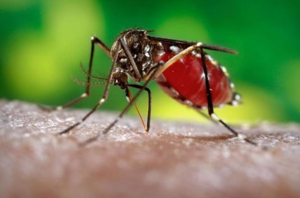 Vacina contra a dengue do Butantan atinge eficácia de 79,6%