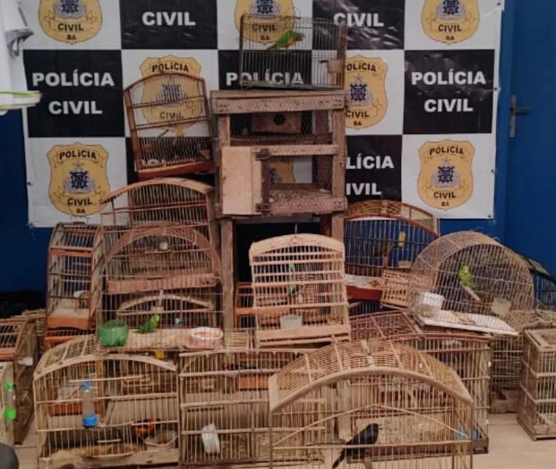 Ação da Polícia Civil resulta em apreensão de aves silvestres em Cruz das Almas