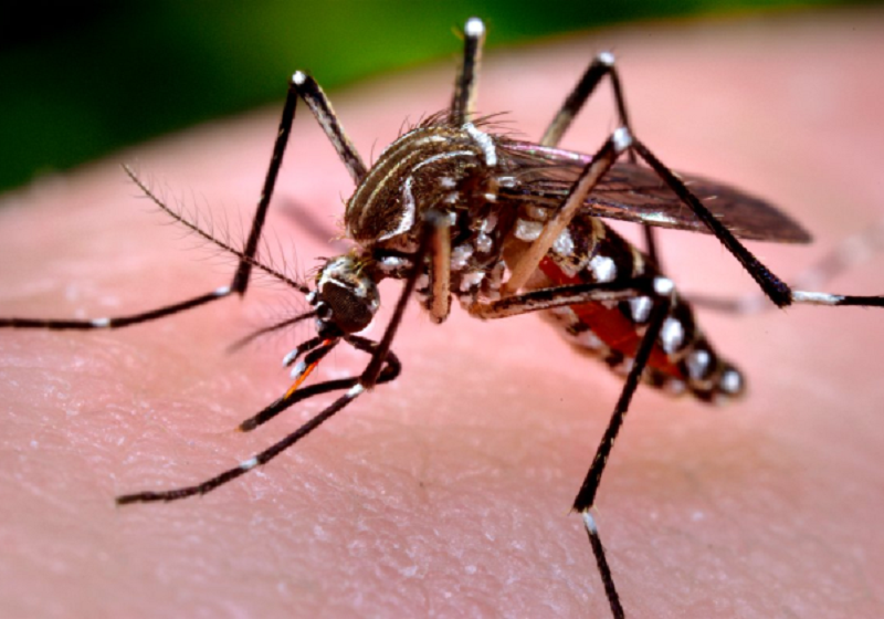 Casos de dengue aumentam 35,7% na Bahia