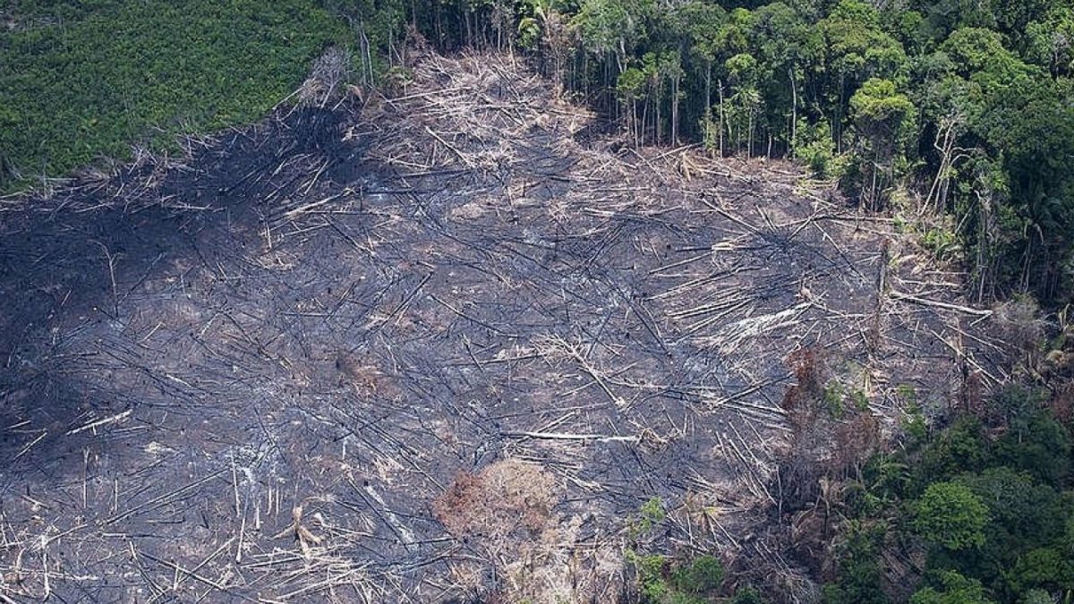 Operação contra desmatamento da Mata Atlântica é deflagrada na Bahia