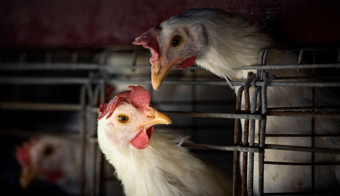 Gripe aviária leva Brasil a decretar emergência zoossanitária