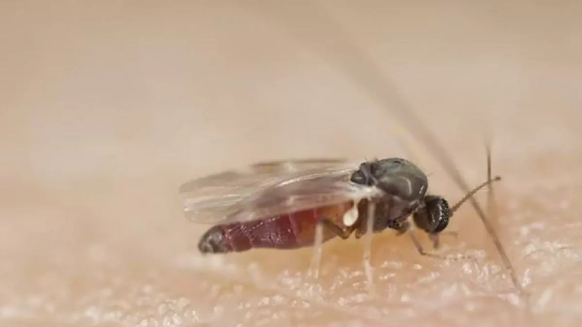 Cachoeira e Maragogipe registram casos de Febre Oropouche, segundo dados do Lacen